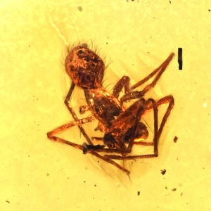 Detailed Araneae (Spider), Fossil Inclusion in Baltic Amber