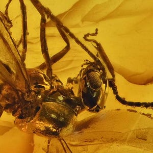 Winged Aculeata, Formicidae (Ant), Fossil insect inclusion in Baltic Amber