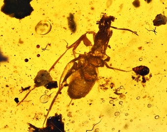 Rare Thelyphonidae (Whip Scorpion with tail), Fossil Inclusion in Burmese Amber