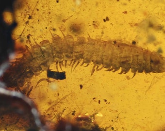 Detailed Diplopoda (Millipede), Fossil inclusion in Burmese Amber