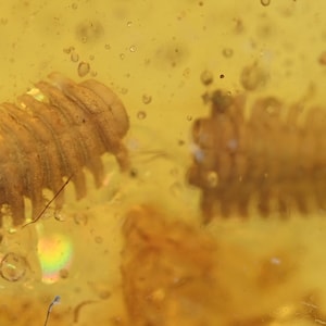Detailed Polydesmida (Millipede), Fossil insect inclusion in Burmese Amber
