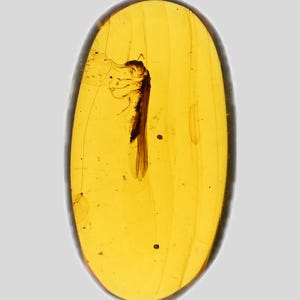 Puede incluir: Ámbar de forma ovalada con un insecto preservado. El ámbar es de color amarillo dorado translúcido, y el insecto es de color marrón oscuro. El insecto está bien conservado, con alas y detalles del cuerpo visibles. El ámbar mide aproximadamente 3,8 cm de largo.
