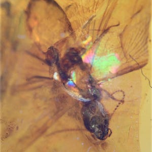 Winged Isoptera (Termite), Fossil insect inclusion in Burmese Amber