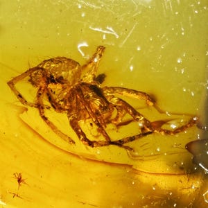 Detailed Araneae (Spider), Fossil Inclusion in Baltic Amber