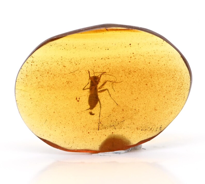 Rare Juvenile Mantodea (praying Mantis), Fossil Inclusion in Burmese ...