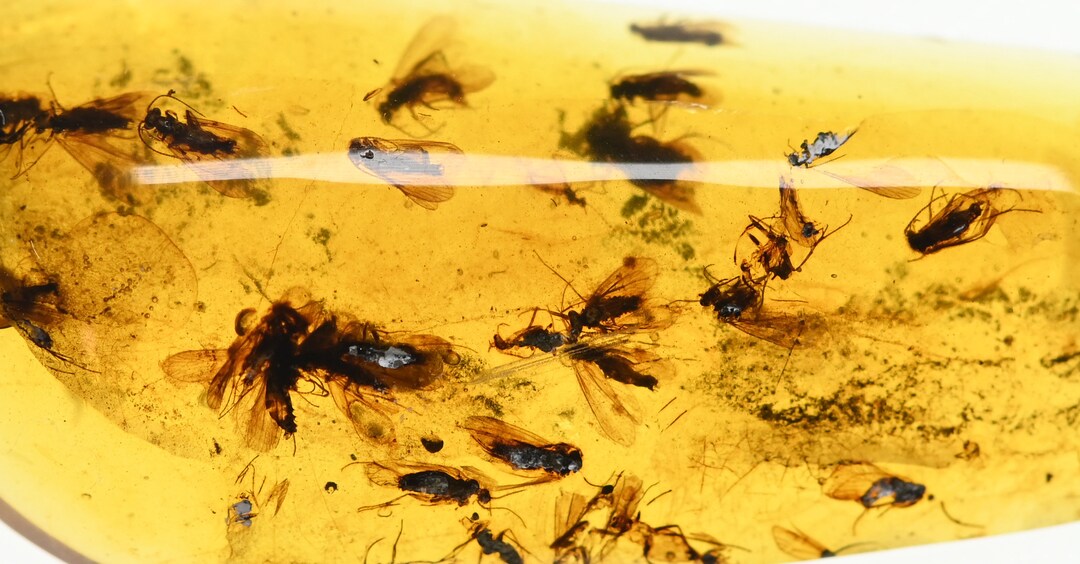 Large Swarm of Trichoptera caddisfly in Burmese Amber Etsy