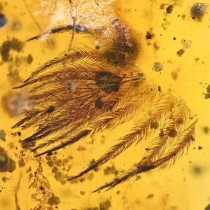 Seltene detaillierte Aves Vogelfeder, fossiler Einschluss in burmesischem Bernstein