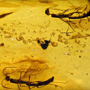 Two Unusual Wasps, Fossil Inclusion in Burmese Amber image 1