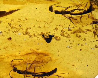 Two Unusual Wasps, Fossil Inclusion in Burmese Amber