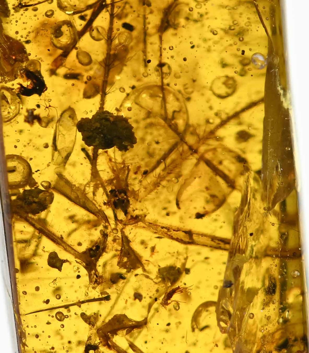 Unusual Large Insect Inclusion Fossil Inclusion in Burmese - Etsy