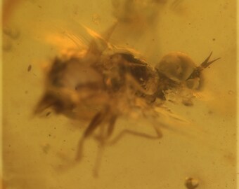 Brachycera (mouche), inclusion d'insectes fossiles dans l'ambre birman