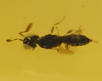Hyménoptères (guêpe chalcidoïde), inclusion d'insectes fossiles dans l'ambre birman