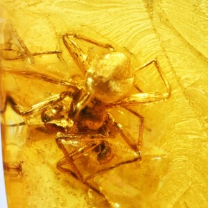 Detailed Araneae (Spider), Fossil Inclusion in Baltic Amber
