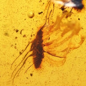 Icerya purchasi Maskell (Scale Insect), Fossil inclusion in Burmese Amber