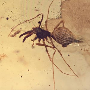 Rare Archaeidae (Assassin Spider), Fossil insect inclusion in Burmese Amber