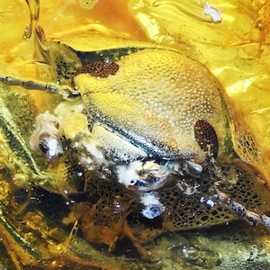 Super Detailed Coleoptera (Beetle), Fossil Inclusion in Dominican Amber