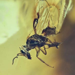 Two Rare Anthophila (Stingless Bee), Fossil insect inclusion in Chiapas Amber