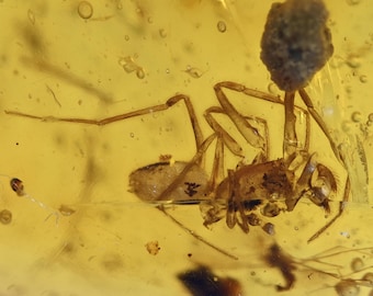 Detailed Araneae: Araneida (Spider), Fossil insect inclusion in Burmese Amber
