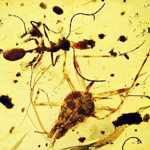 Extinct Manipulator modificaputis Roach + Ant, Fossil inclusion in Burmese Amber