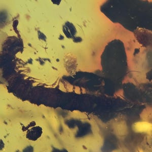 Detailed Diplopoda (Millipede), Fossil insect inclusion in Burmese Amber