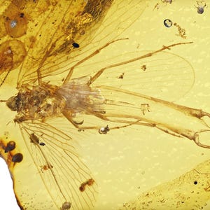RARE Austromerope brasiliensis, Fossil insect inclusion in Burmese Amber