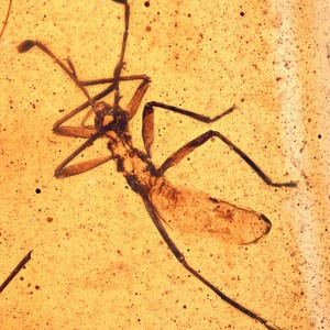 Schaarse phasmatodea (wandelstok), toevoeging van fossielen in Birmese amber