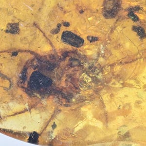 Erythraeidae (Velvet Mite), Fossil insect inclusion in Burmese Amber