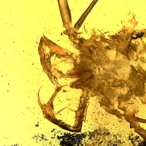 Rare Amblypygi (Whip Spider), Fossil inclusion in Burmese Amber