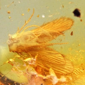 Trichoptera (Caddisfly), Fossil Inclusion in Baltic Amber