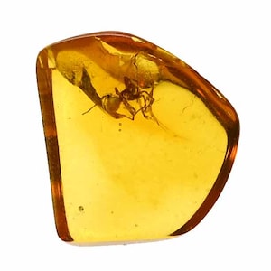 Detailed Araneae (Spider), Fossil Inclusion in Baltic Amber