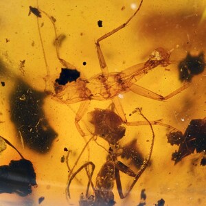 Schaarse phasmatodea (wandelstok) met mier, toevoeging van fossielen in Birmese barnsteen
