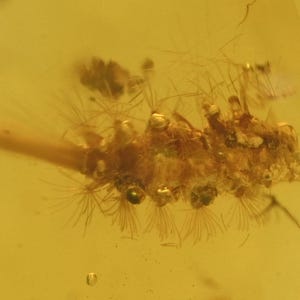 Detailed Polyxenidae (Soft Millipede), Fossil insect inclusion in Burmese Amber