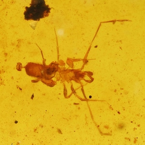 Scarce Schizomida (Whipscorpion), Fossil Inclusion in Burmese Amber