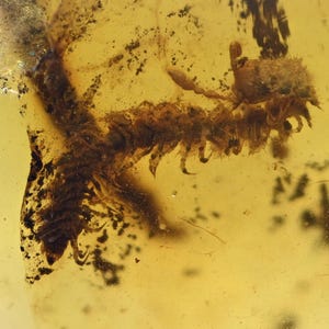 Detailed Diplopoda (Millipede), Fossil insect inclusion in Burmese Amber