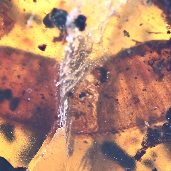Blattodea (Cockroach) egg sac, Fossil inclusion in Burmese Amber