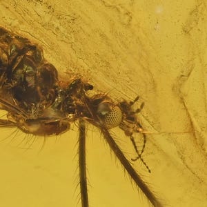 Detailed Limoniinae (Crane Fly), Fossil Insect Inclusion in Baltic Amber