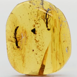 Two Unusual Wasps, Fossil Inclusion in Burmese Amber image 2