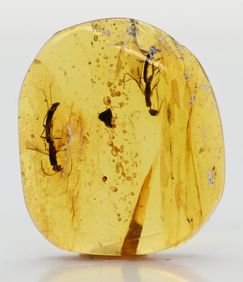 Two Unusual Wasps, Fossil Inclusion in Burmese Amber image 2