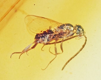 Detailed Hymenoptera (Wasp) Fossil inclusions in Burmese Amber