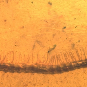 Detailed Diplopoda (Millipede), Fossil insect inclusion in Burmese Amber