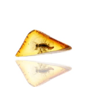 Torymidae (Chalcid Wasp), Fossil insect inclusion in Baltic Amber