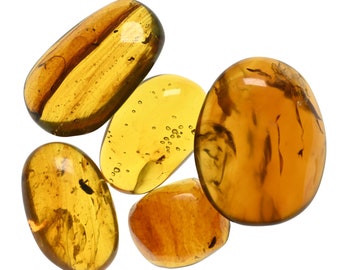 Lot of 5 Coleoptera (Beetle) Fossil inclusion in Burmese Amber