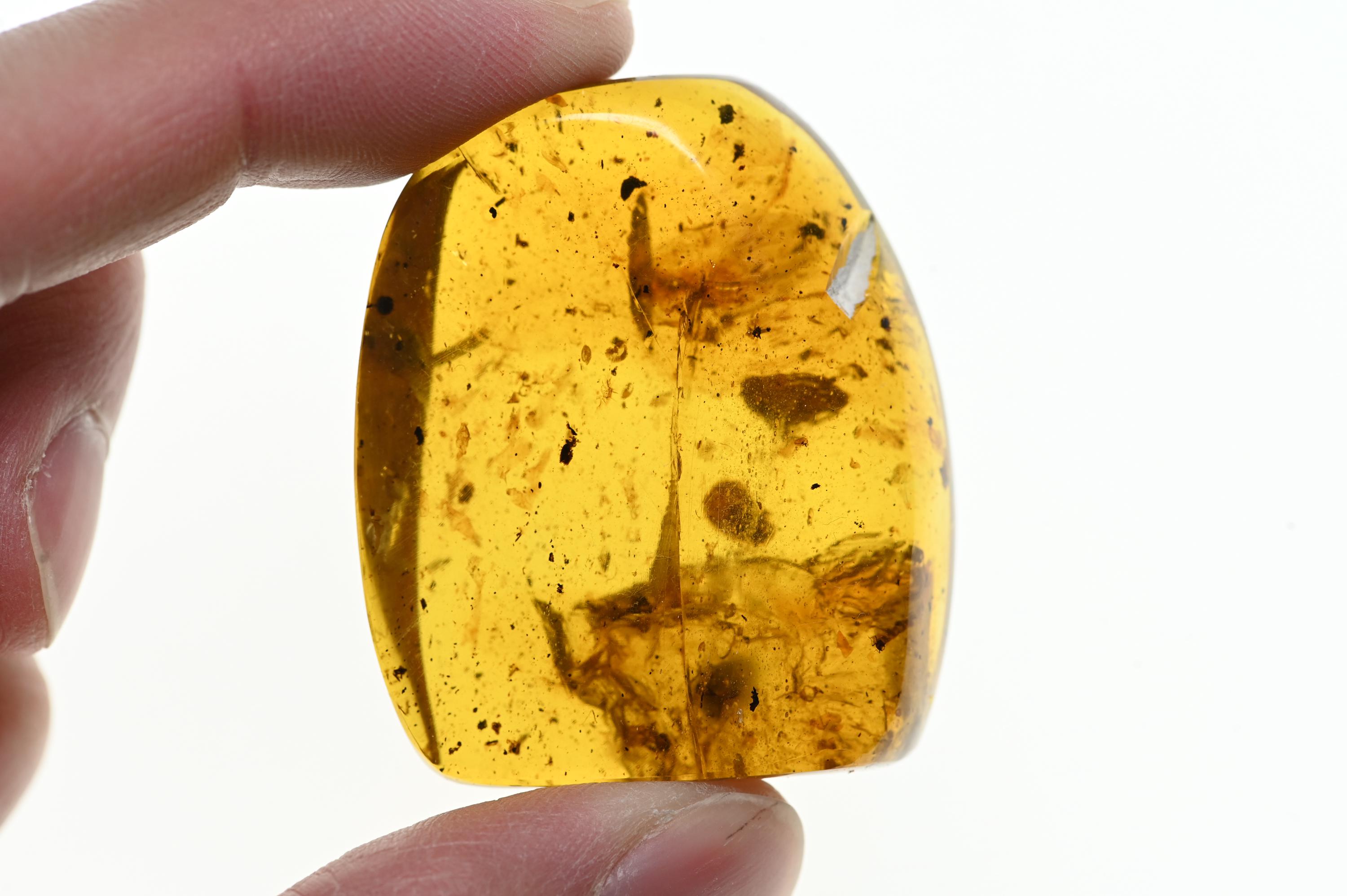 16.88グラムの大きな塊、群集構造、ビルマ産琥珀に含まれる化石含有物