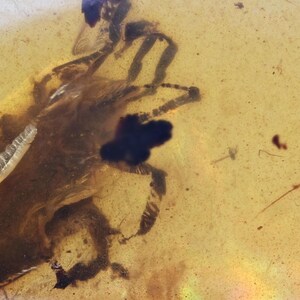 Erythraeidae (Velvet Mite), Fossil insect inclusion in Burmese Amber