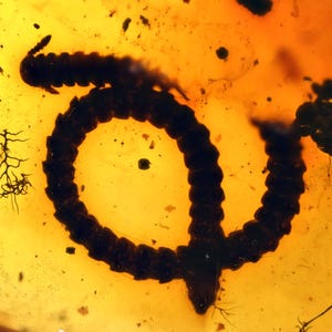 Detailed Diplopoda (Millipede), Fossil inclusion in Burmese Amber