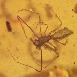 Rare Archaeidae (Assassin Spider), Fossil insect inclusion in Burmese Amber