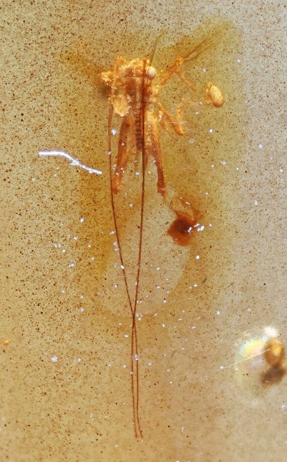 Cricket With Super Long Antennae Fossil Inclusion in Burmese Etsy