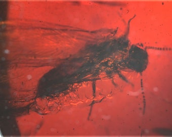 Isoptères (termites) dans l'ambre rouge, inclusion d'insectes fossiles dans l'ambre birman
