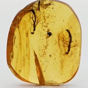 Two Unusual Wasps, Fossil Inclusion in Burmese Amber image 3