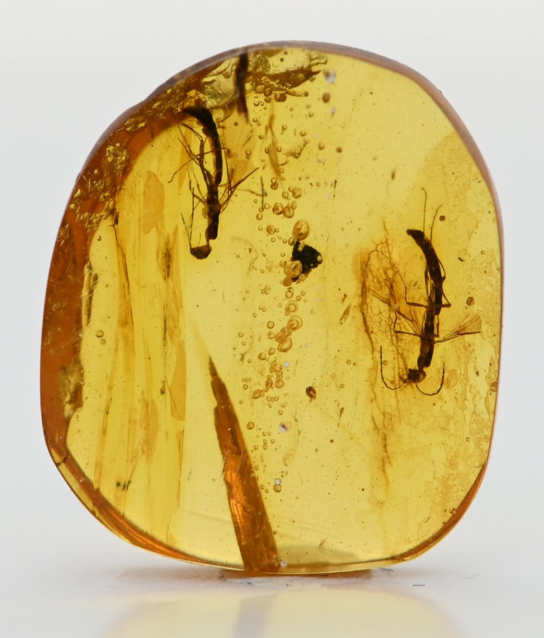 Two Unusual Wasps, Fossil Inclusion in Burmese Amber image 3